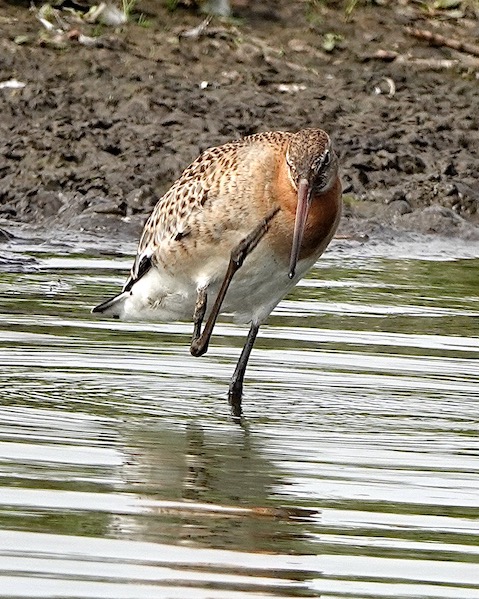 black-tailed godwit